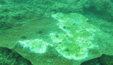 Thủ tướng chỉ đạo sớm công bố chỉ số hải sản tầng đáy biển miền Trung.